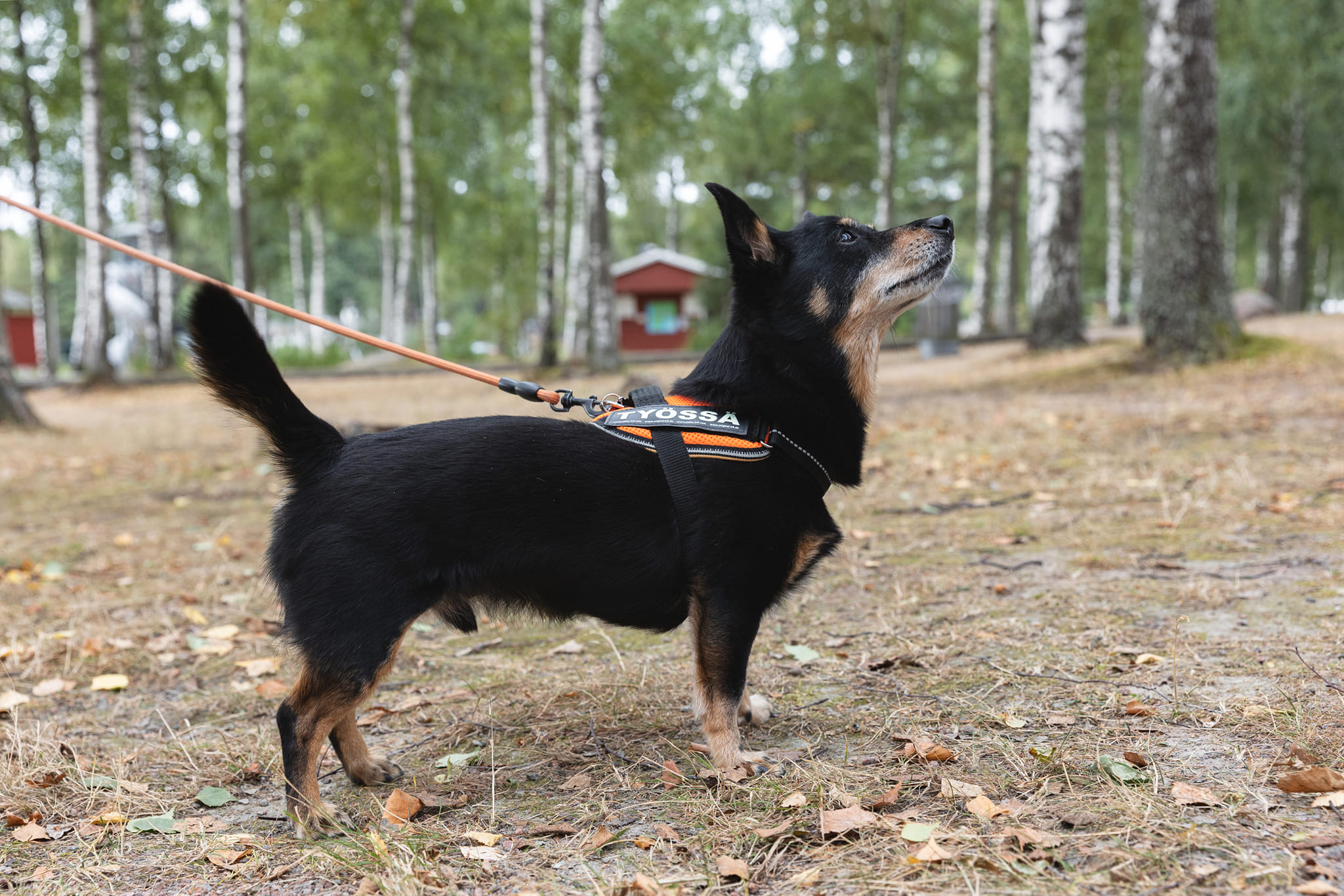 Työssä Mini