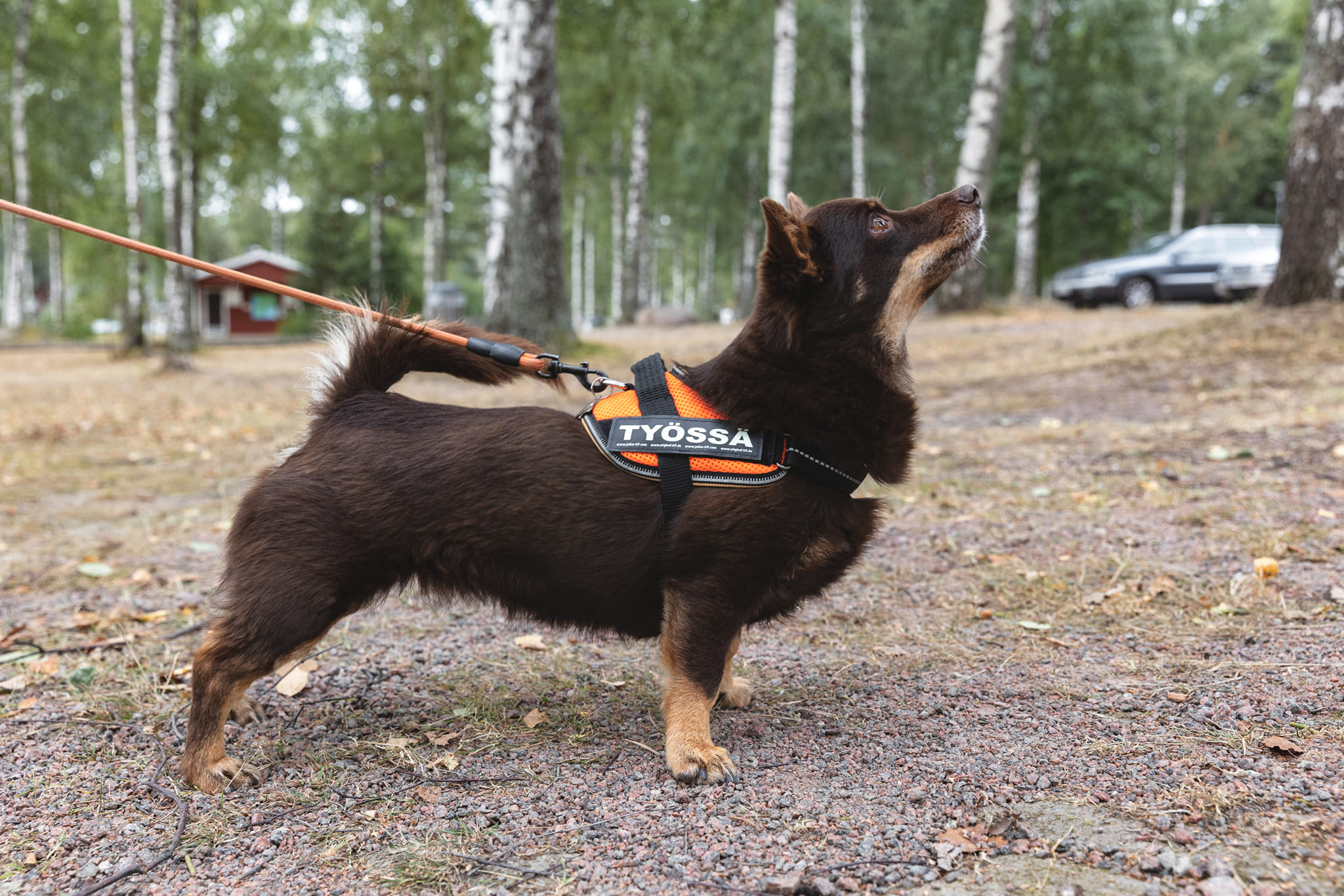 Työssä Trolli